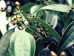 Cinnamomum cassia